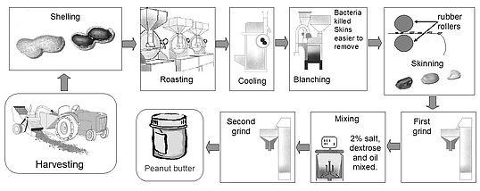 It describes the production process of peanut butter